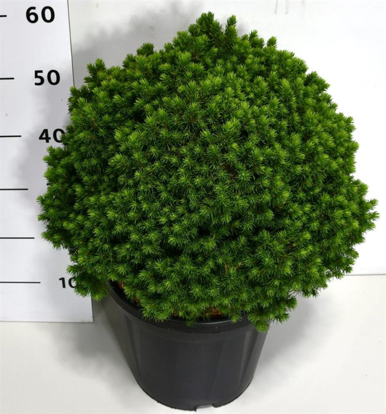 Picea gl. 'Alberta Globe' - C12 40-50 CM